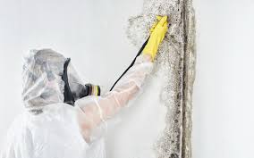 Best Mold Damage Restoration in Shillington, PA